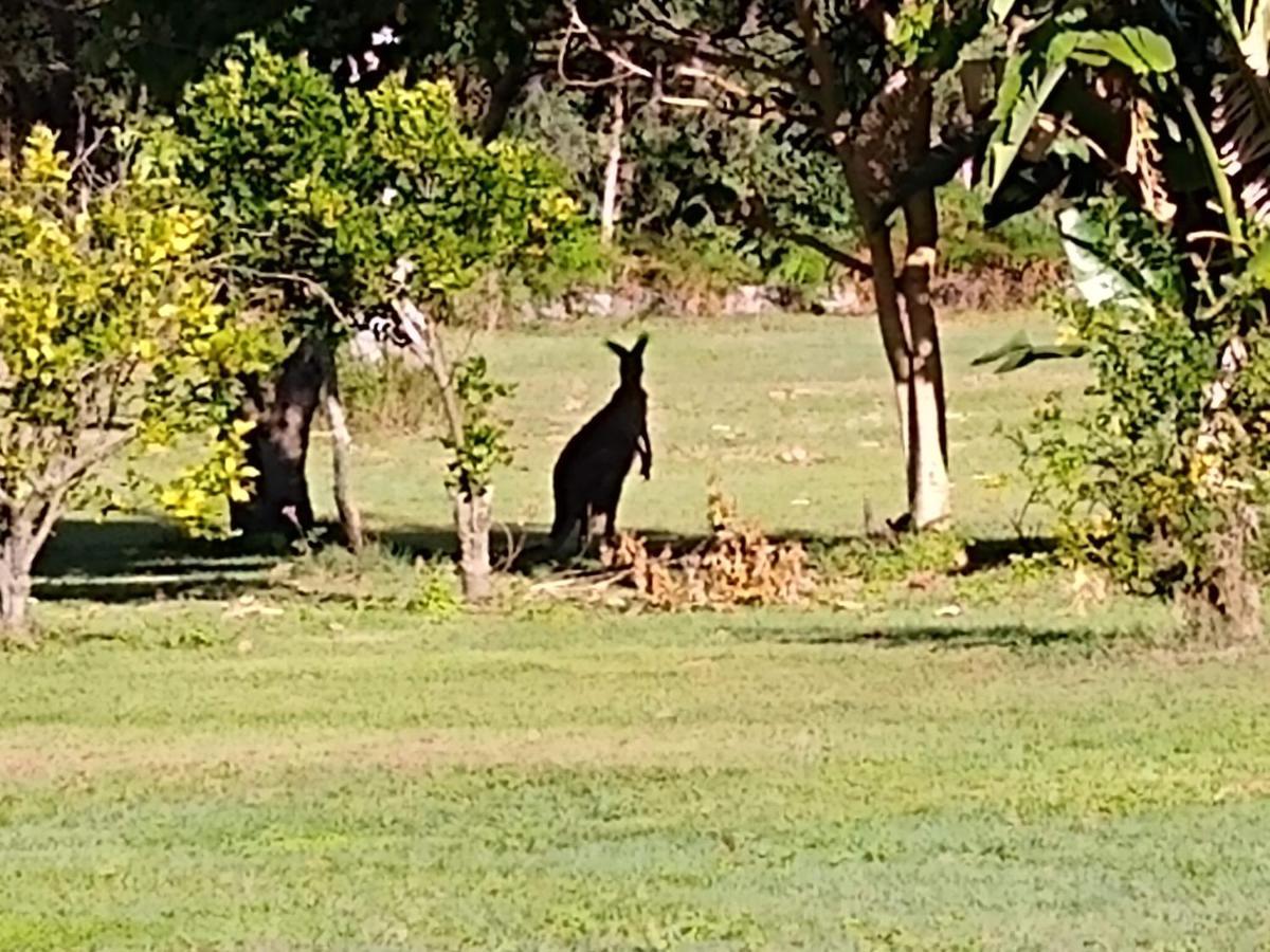 Lake Weyba Noosa Lodge & Kangaroos Peregian Beach Exterior photo