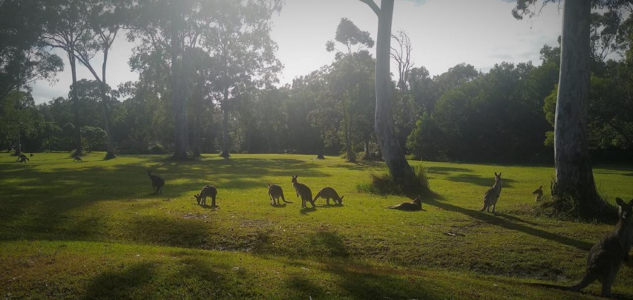 Lake Weyba Noosa Lodge & Kangaroos Peregian Beach Exterior photo